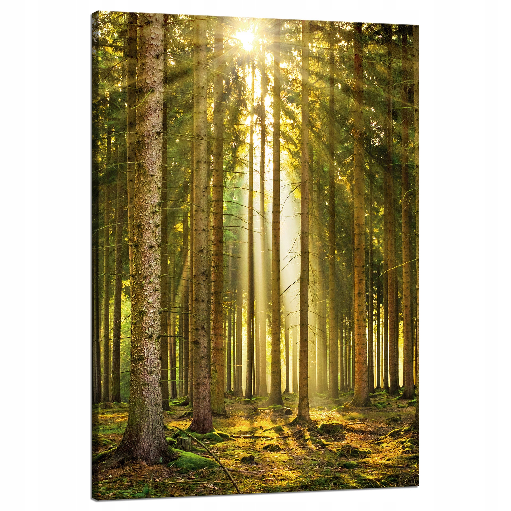 Obraz na plátně Les Stromy Slunce Příroda Jaro 80x120 cm