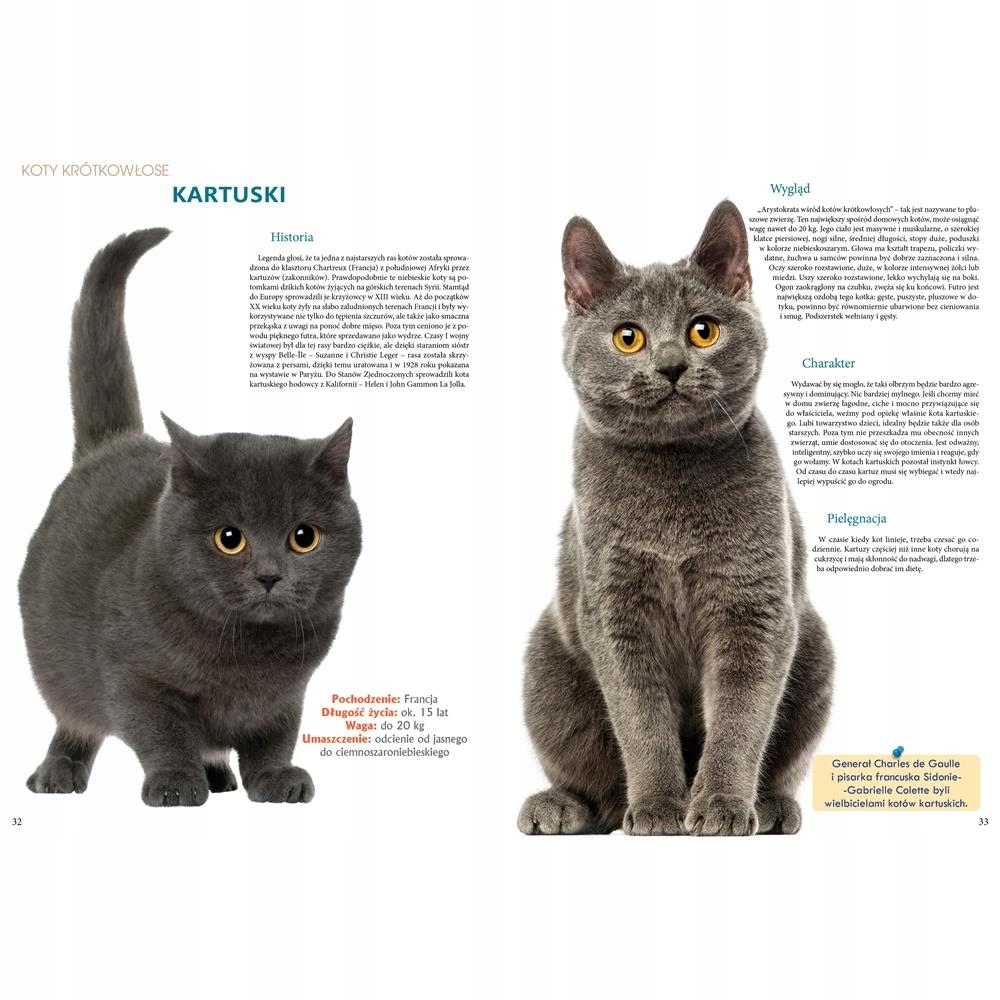 KOTY RASY Z CAŁEGO ŚWIATA 40 ras DUŻY ALBUM OUTLET Wydawnictwo Fenix