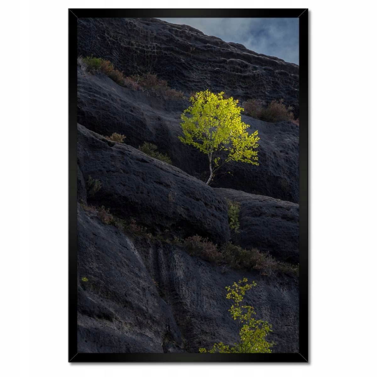 Plakáty v rámu 40x60 Stromy Pohled