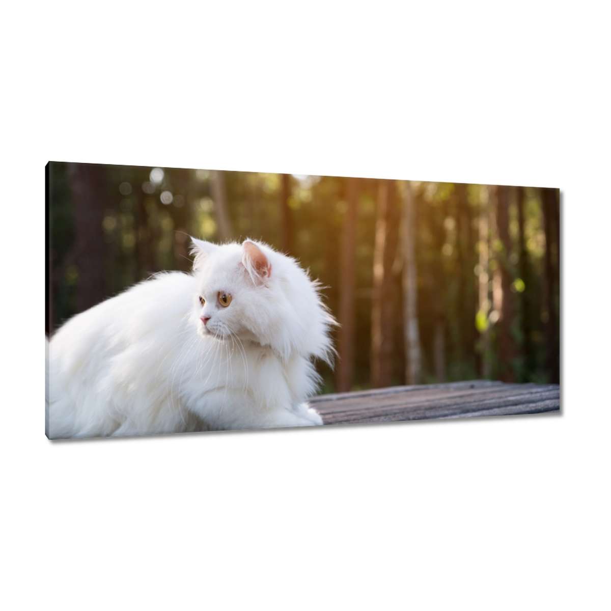 Obrazy 115x55 Kočka Kočky Kočka