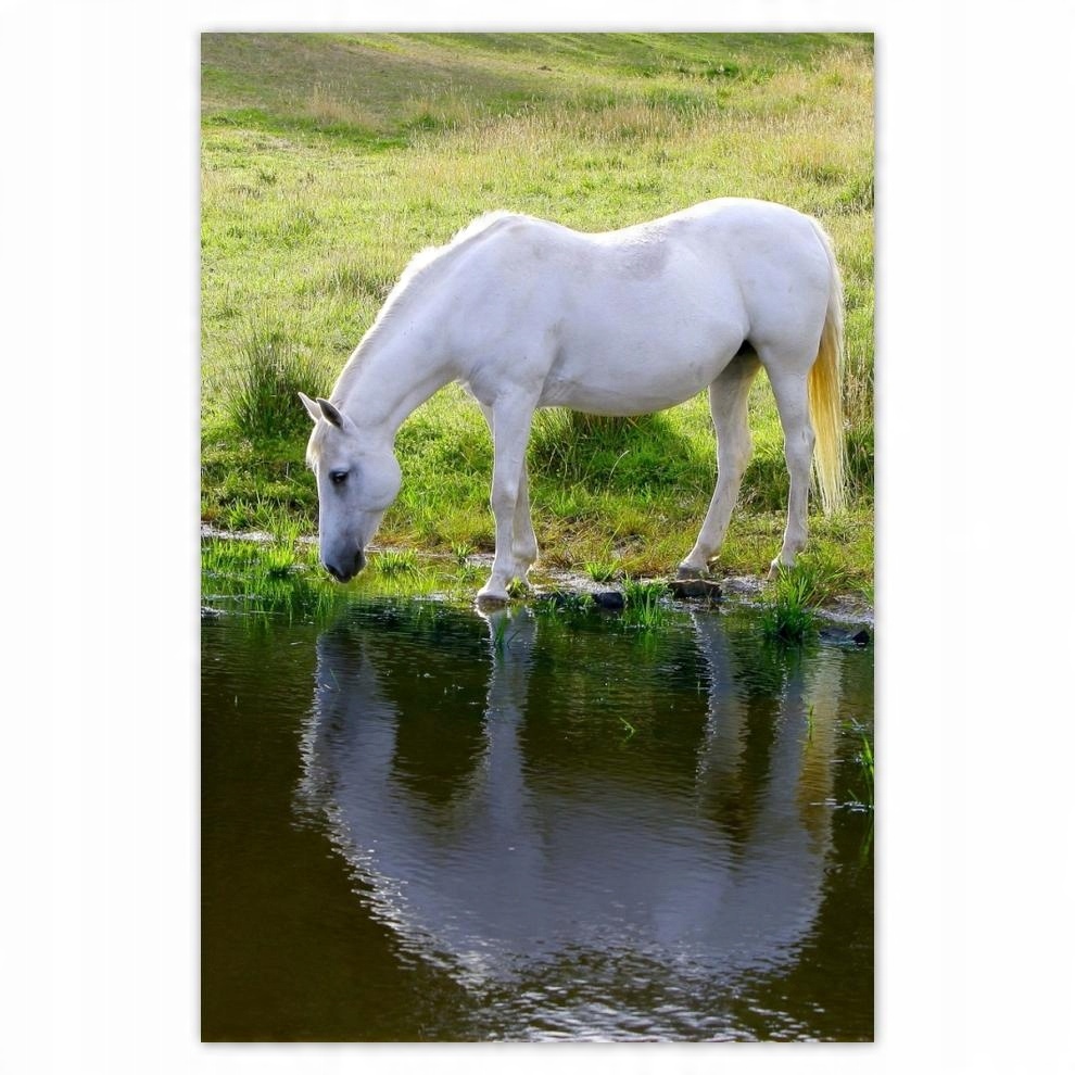 

Plakat samoprzylepny 40x60 Biały koń