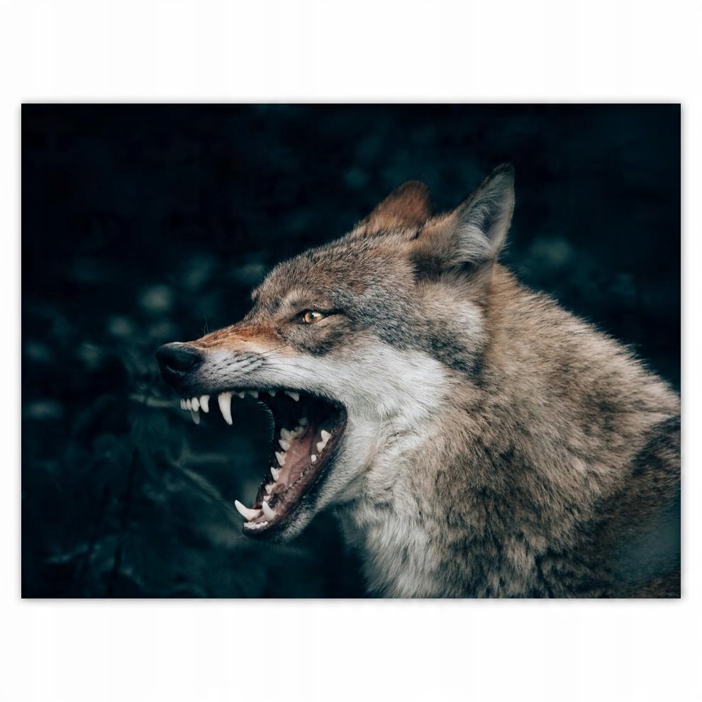 

Plakat 40x30 Wilk Wilki Wolf