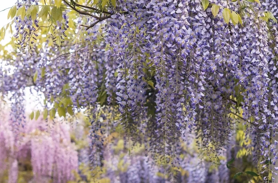 Wisteria Lavender Lace lawendowa 30-50cm P9