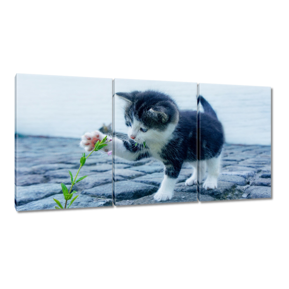 

Obrazy 120x60 Ciekawski kotek