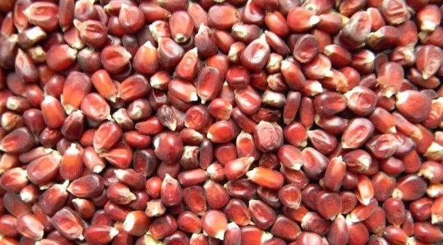 Czempion Zdrowe Ziarno KUKURYDZA CZERWONA 1kg