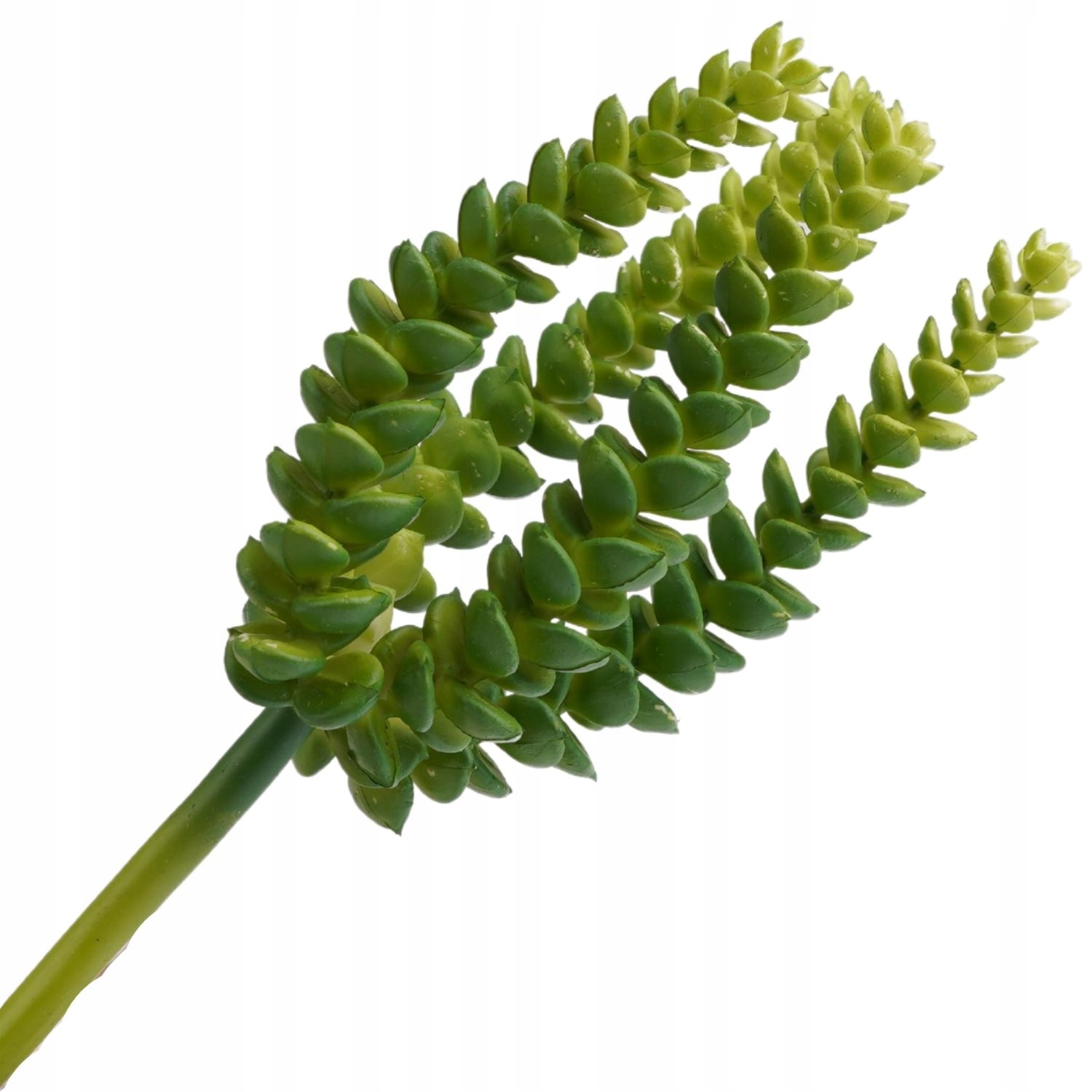 

Sukulent Jesienne Gałązki Egzotyczne Sukulenty