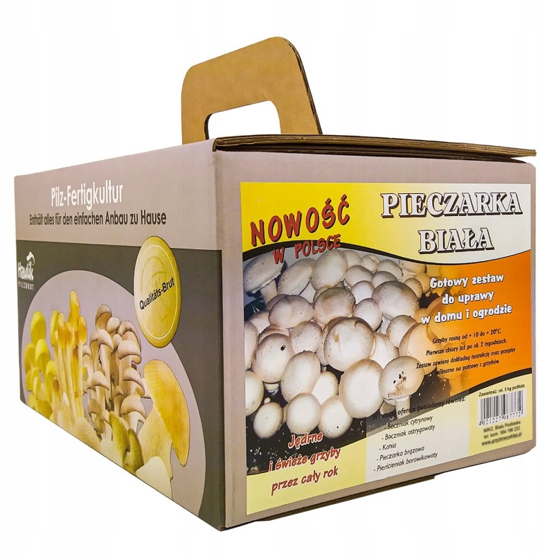 

Hodowla Pieczarek w Domu Pieczarki Białe po 2 Tyg.