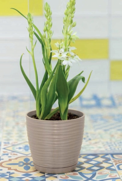 DONICZKA Z PODSTAWKĄ SAHARA śr. 23CM SZARY MAT Form-plastic Kod producenta 3041