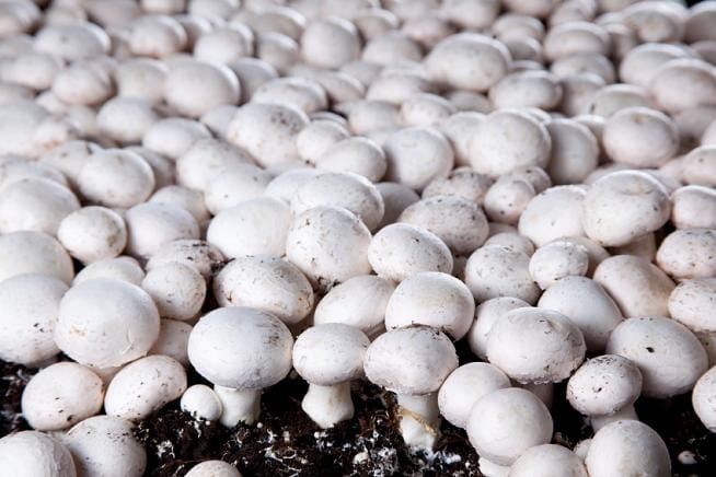 Sada na pěstování hub 5 kg mycelia Pěstování hub zdarma