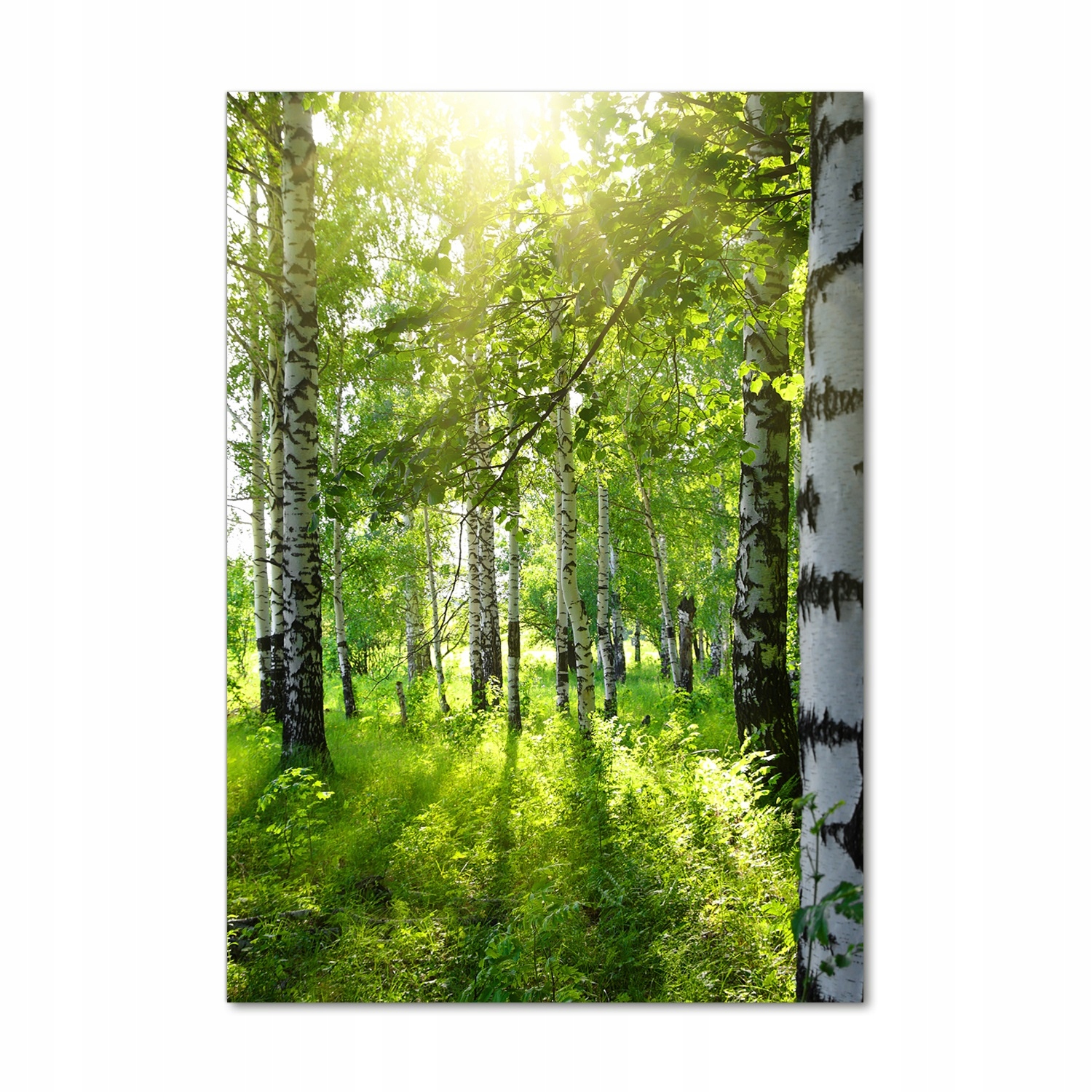 

Nowoczesny fotoobraz akrylowy Las brzozowy 70x100