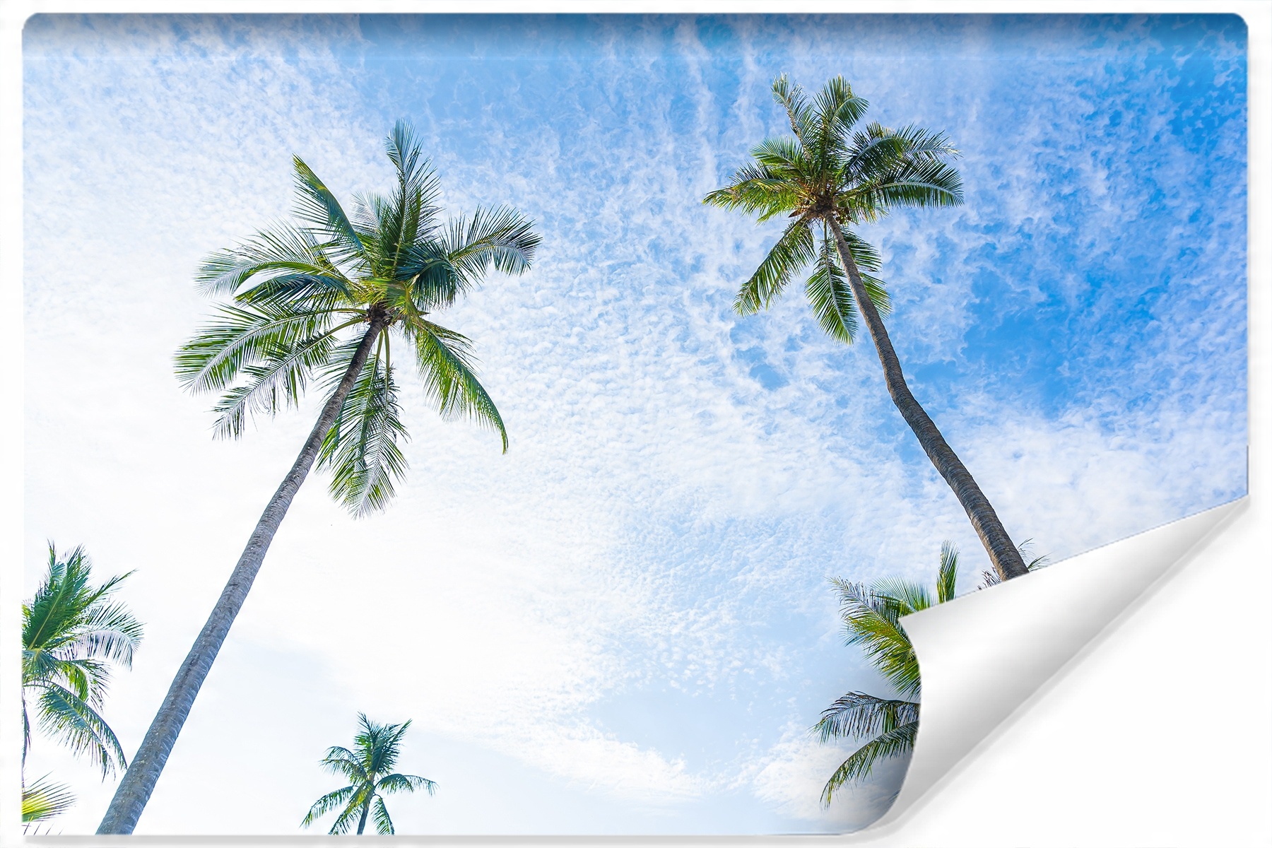 

Fototapeta Ścienna Palmy Drzewa Chmury 3D 315x210