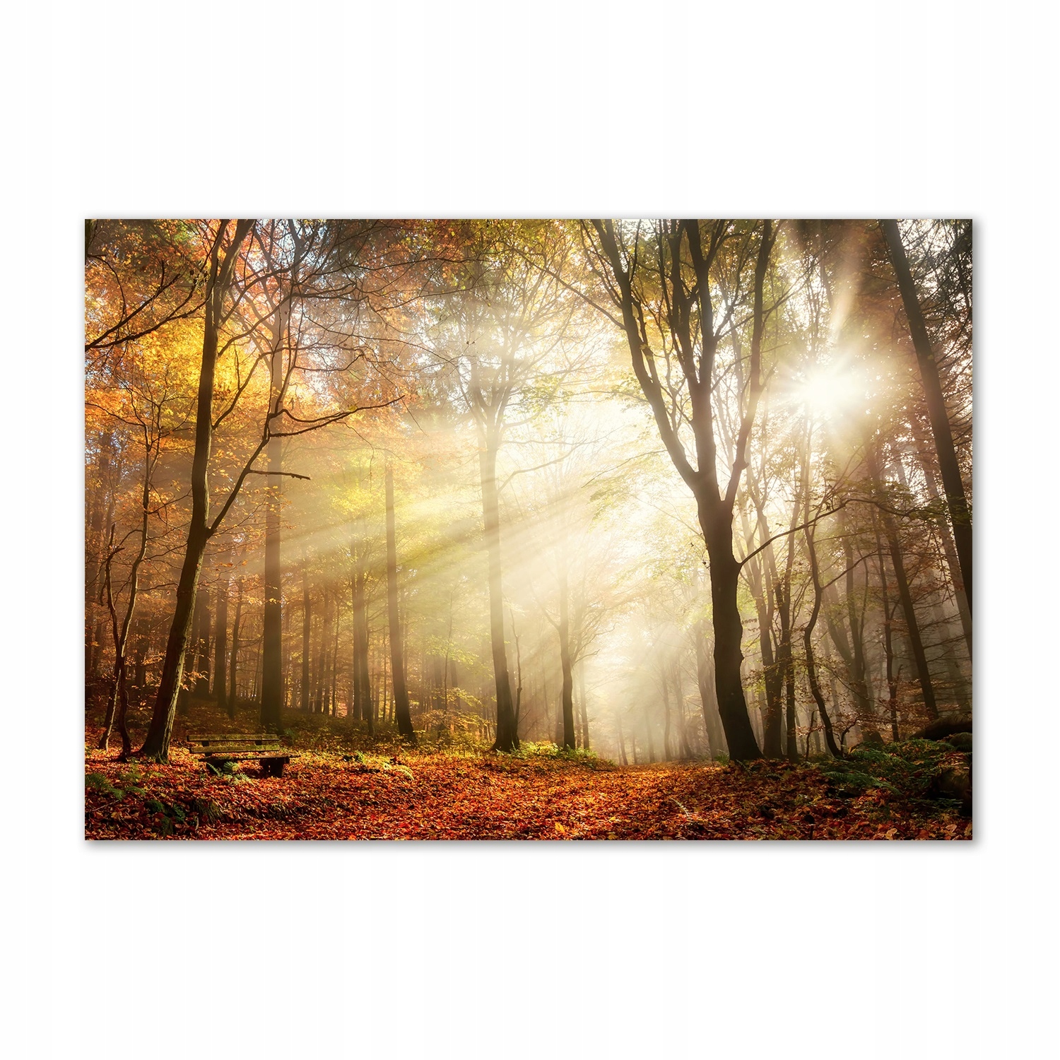 

Foto obraz szkło akrylowy Mgła w lesie 100x70 cm