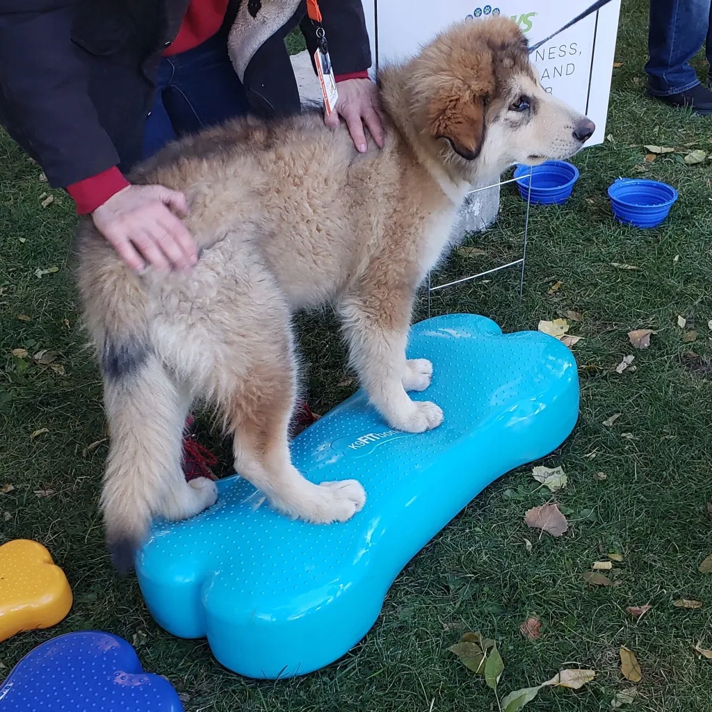 Levně FitPAWS Ekvivalentní platforma pro zvířata Giant K9FITbone, Pvc, aqua
