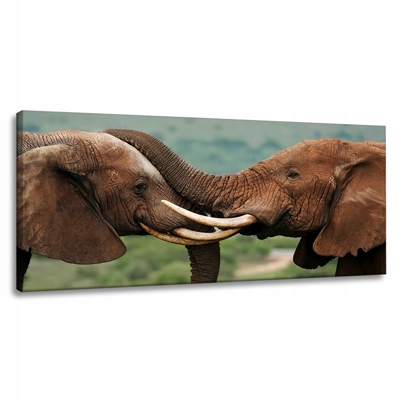 Obraz na plátně Dvojice slonů blízko sebe Příroda Krása přírody 120x60 cm