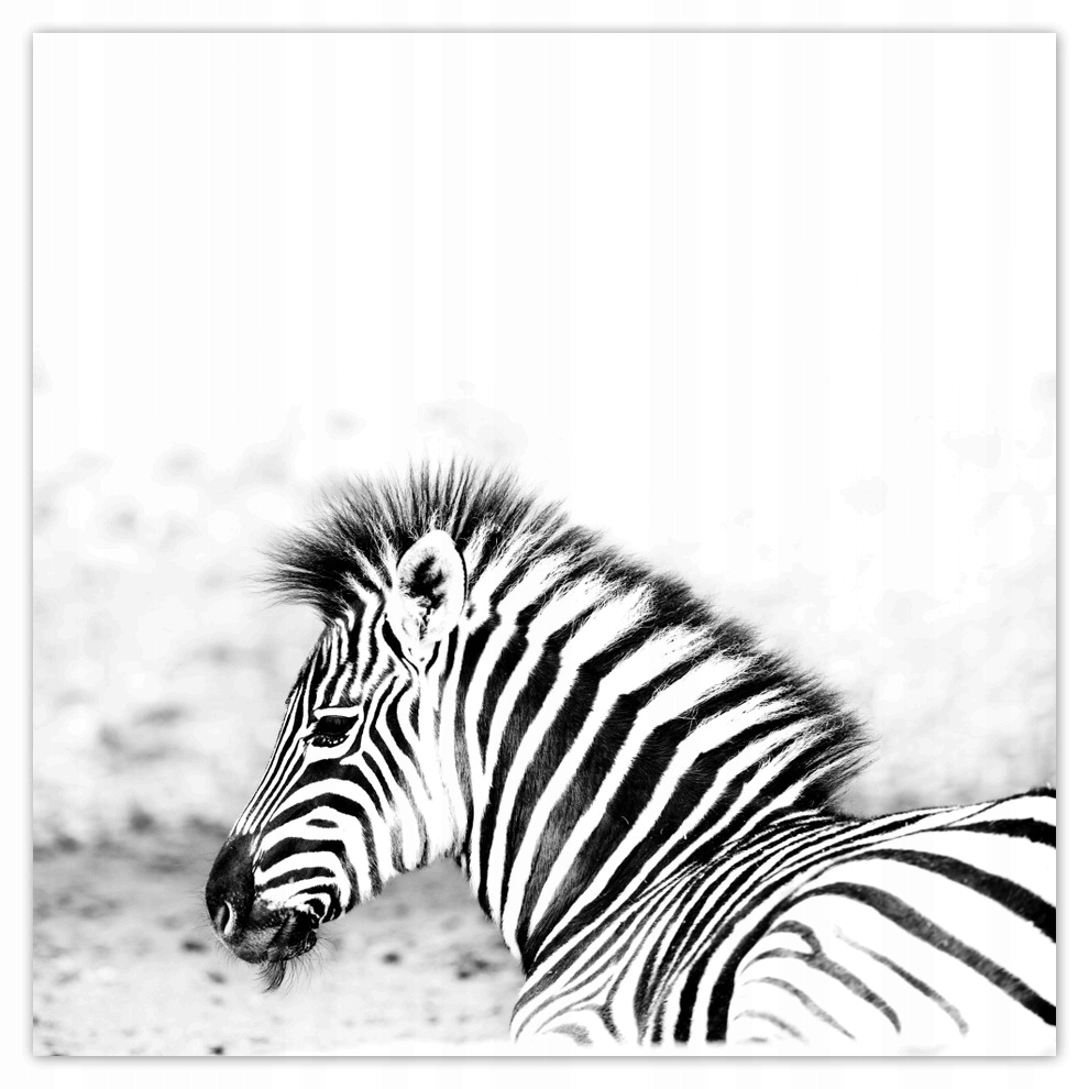 

Fototapety flizelina 208x208 Zebra Paski
