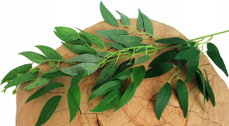 

Ruscus Ruskus Gałązka Zielona 62cm