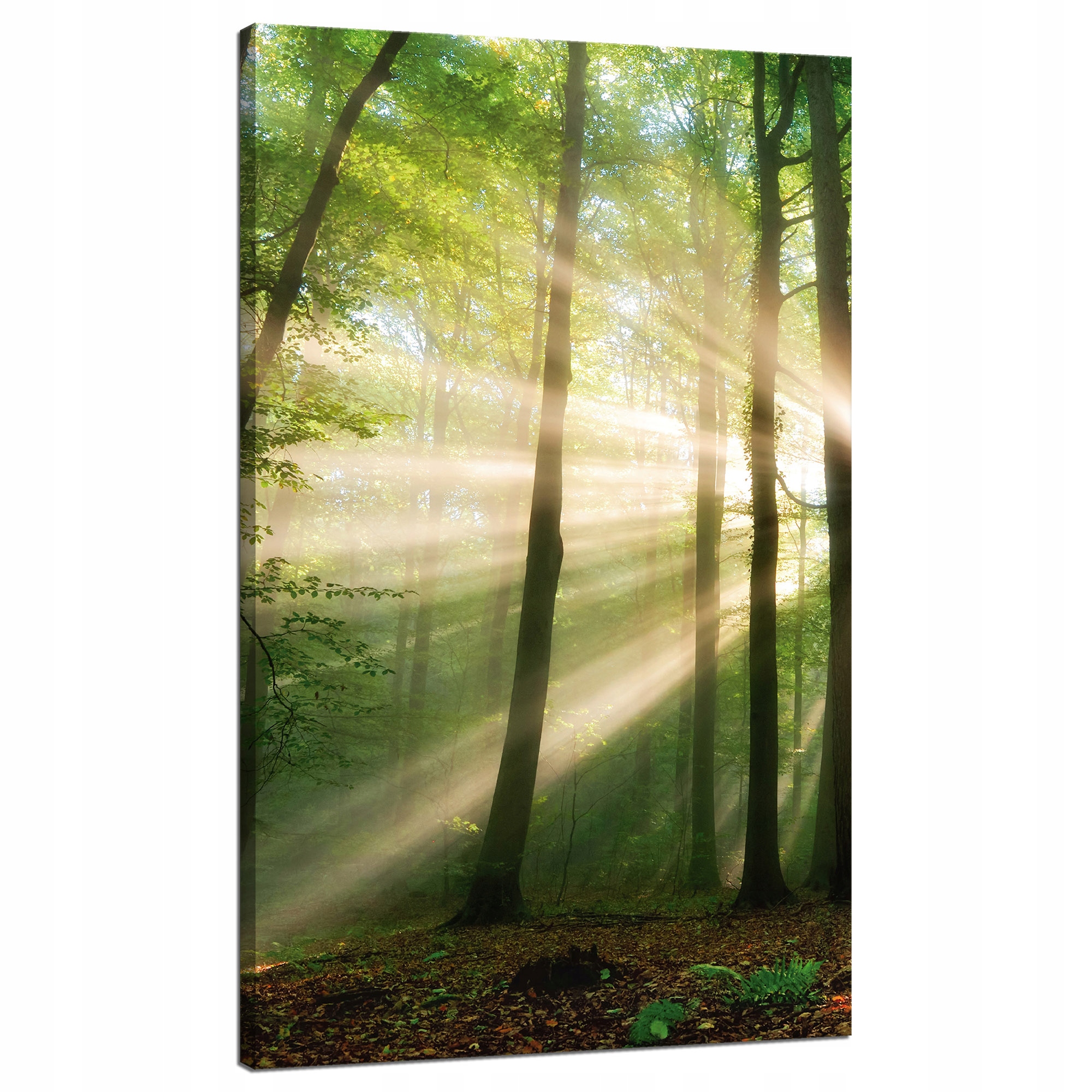 Obraz na plátně Slunce v lese Stromy Příroda 70x120 cm