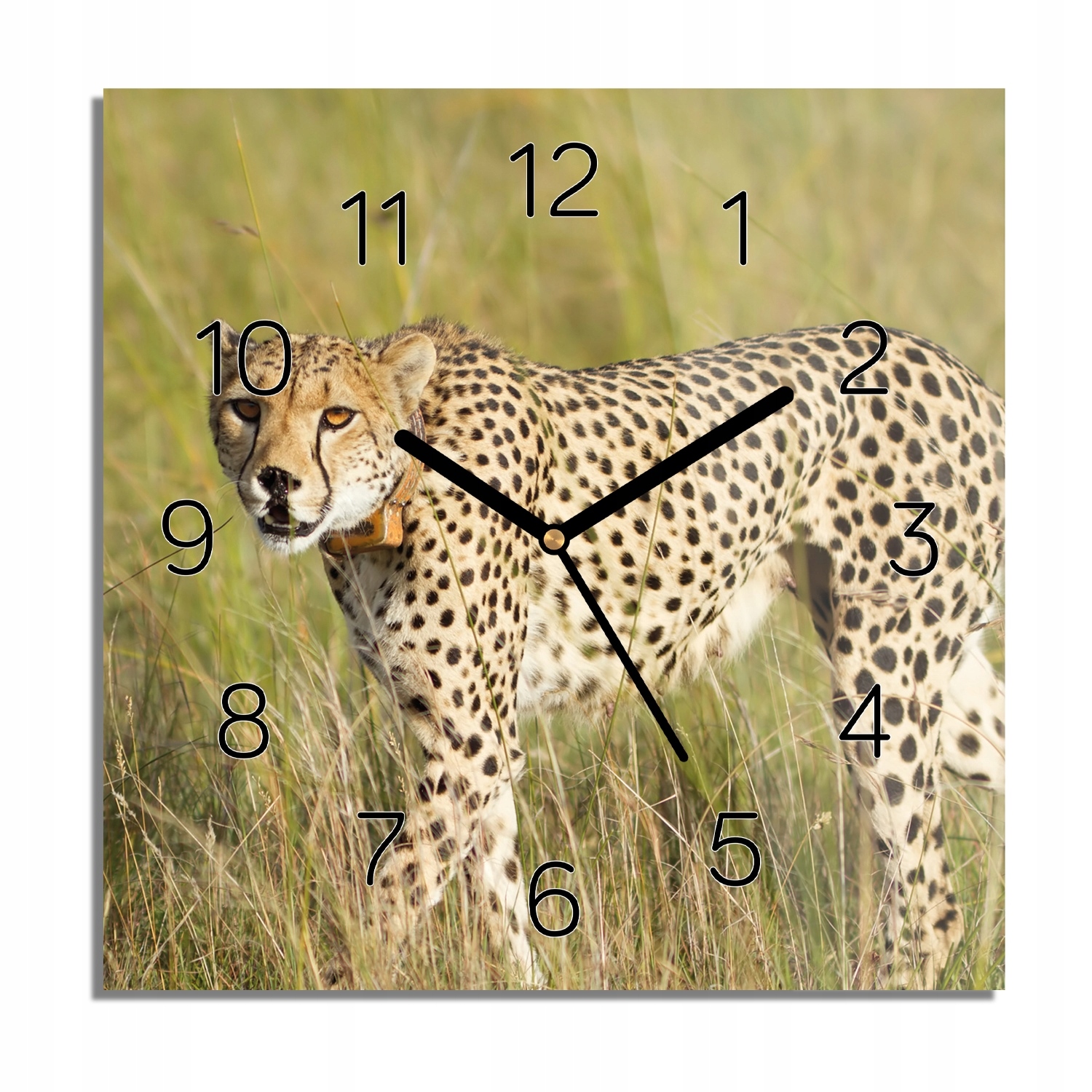 

Gepard natura zegar na szkle ze zdjęciem 30x30