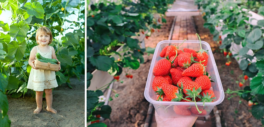 DUŻY MOCNY TUNEL FOLIOWY SZKLARNIA OGRODOWA WARZYWNIAK NA DZIAŁKĘ 600 X 300 Kod producenta tunel 3x6