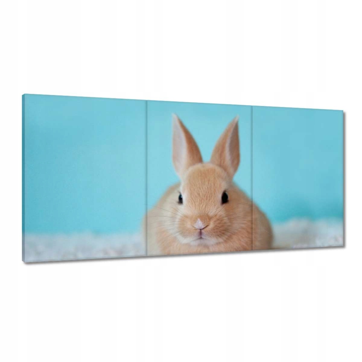 Obrazy 180x90 Zajačik