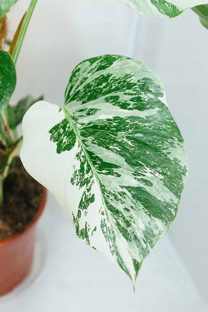 Monstera VARIEGATA - SADZONKI marmurek (512-02_20230303115618