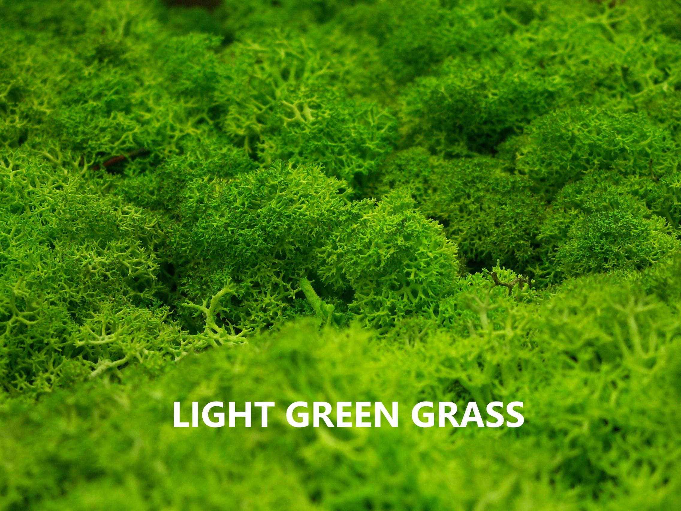 Mech Chrobotek Reniferowy 500g NETTO 15 kolorów Marka Juti