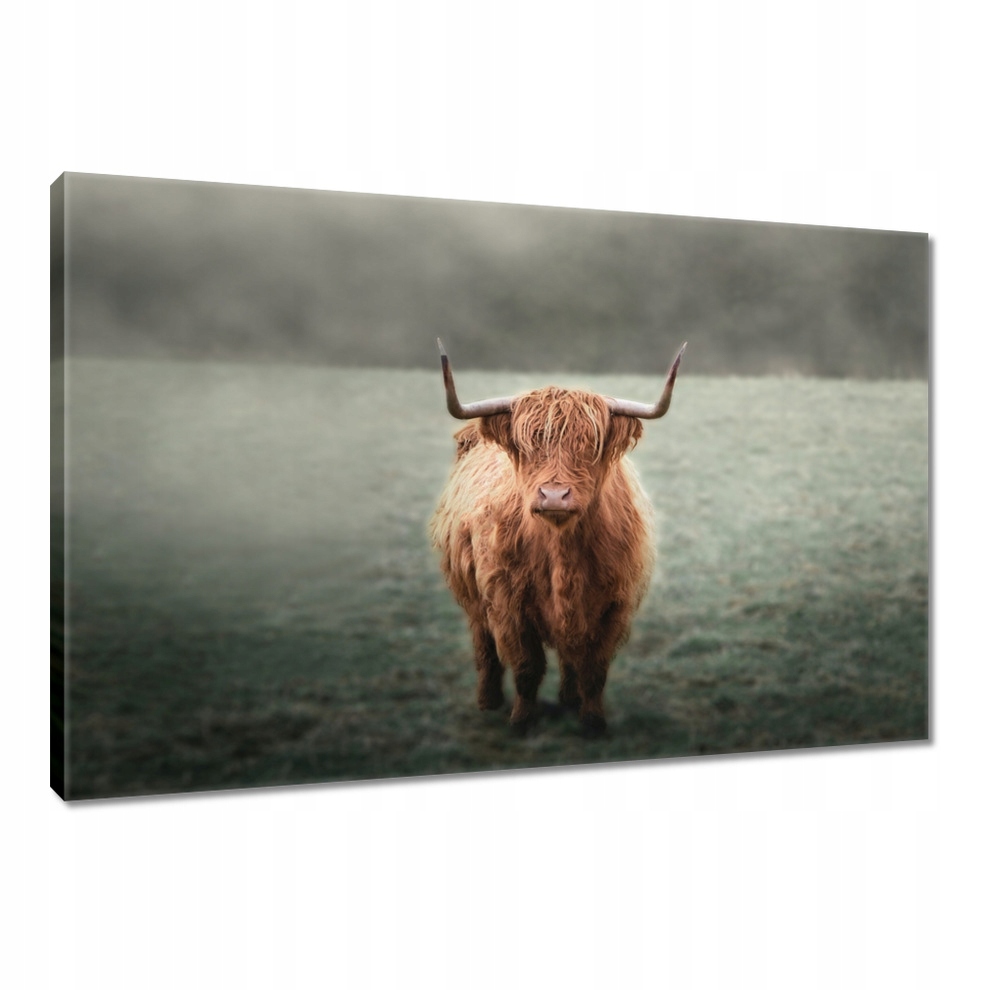 Obraz 120x80 Skotská chlupatá kráva