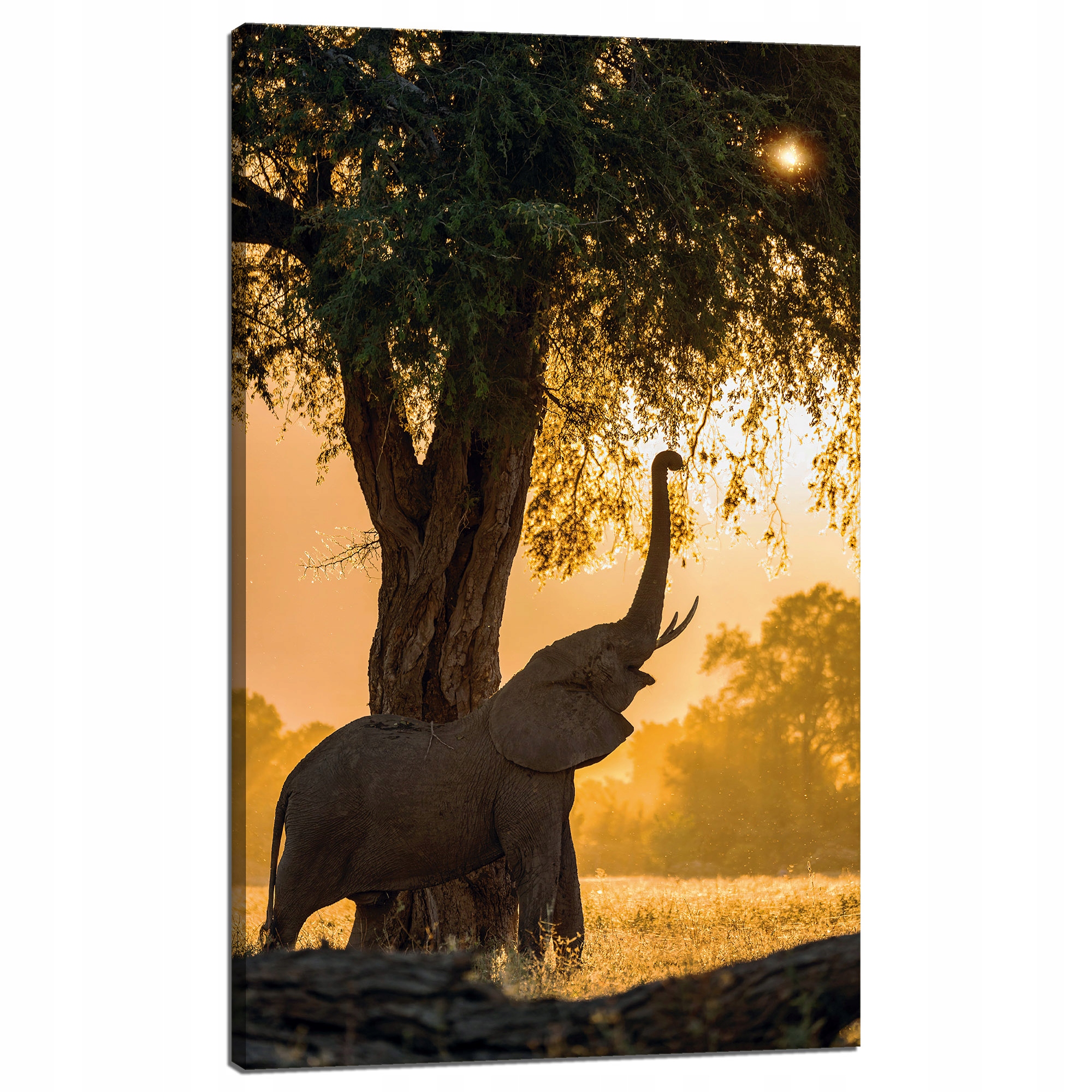 Obraz na plátně Pózující slon Savana Západ Slunce 60x100 cm