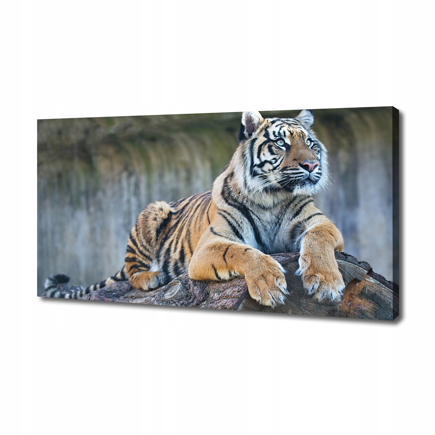

Foto obraz duży canvas na ścianę Tygrys 140x70 cm