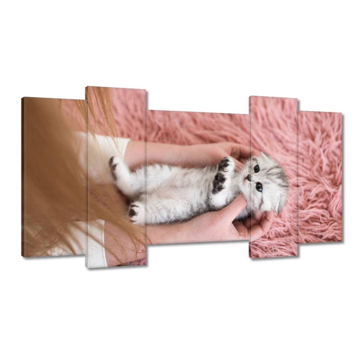 Obrazy 120x65 Kočka Kotě Kočky