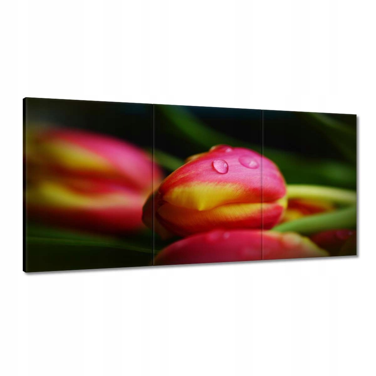 Obrazy 180x90 Tulipány makro fotografia