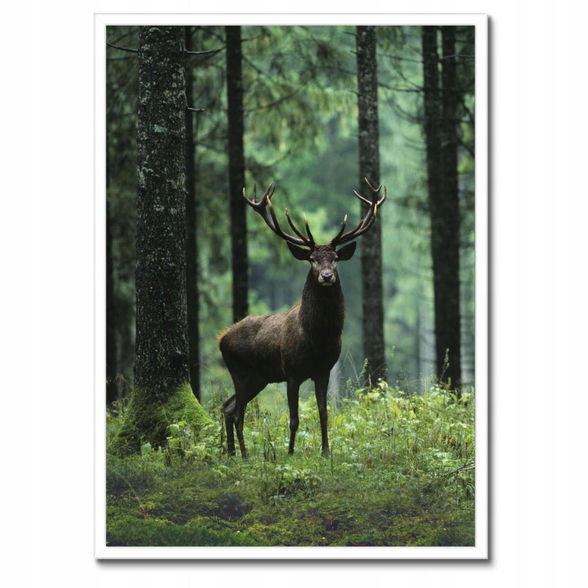 Plakáty v rámu 50x70 Jelen Jelení Les Krajina