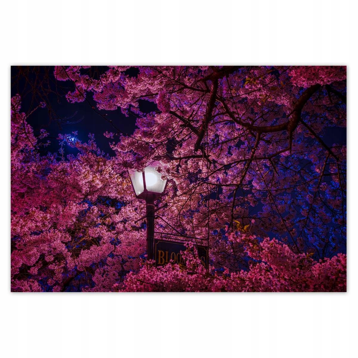 Plakáty 200x135 Hluboká noc Lampa Květiny