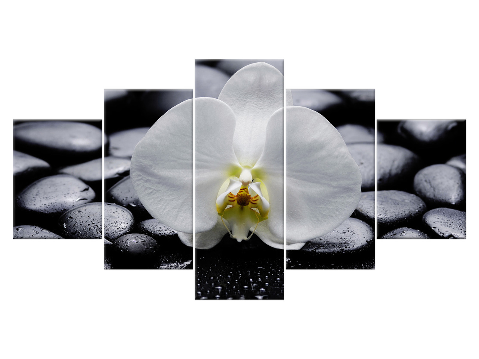 

Obraz Biały Storczyk 150x80 Kwiaty 1708A_5F