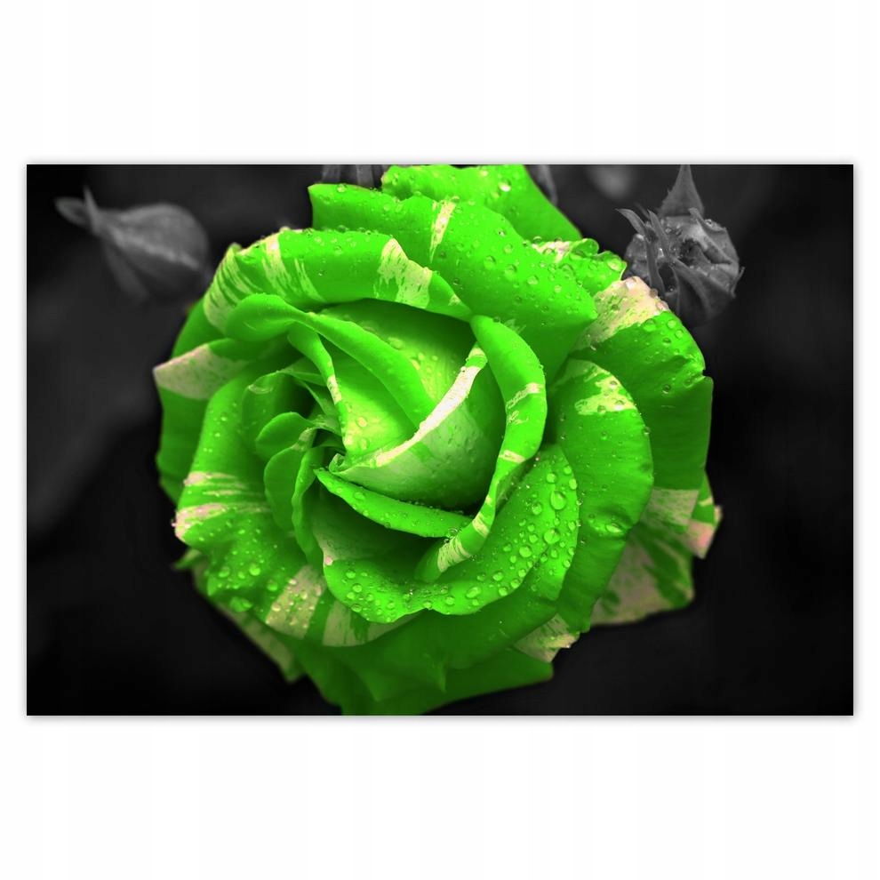 

Plakat 93x62 Limonkowa róża