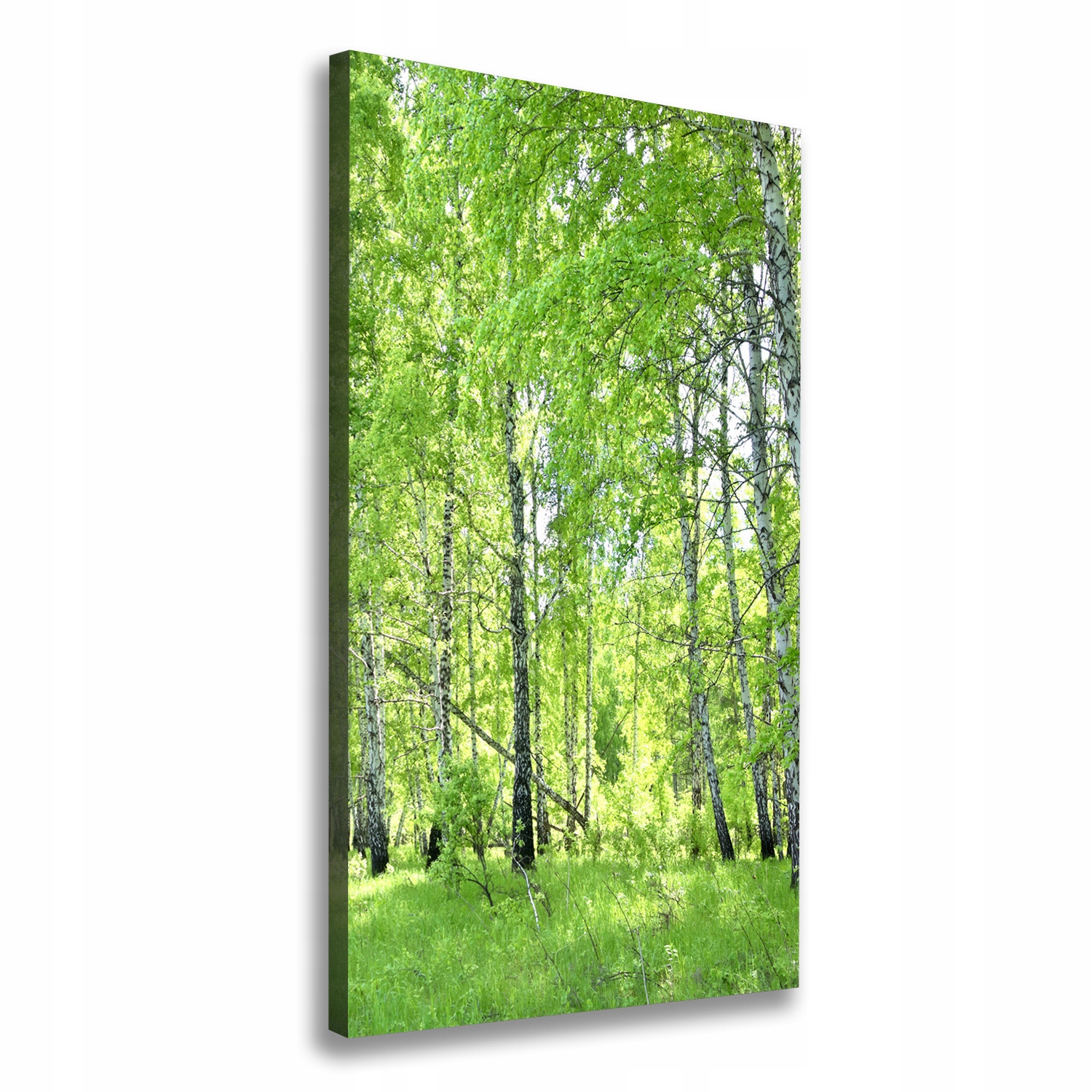 

Foto obraz canvas do salonu Las brzozowy 60x120