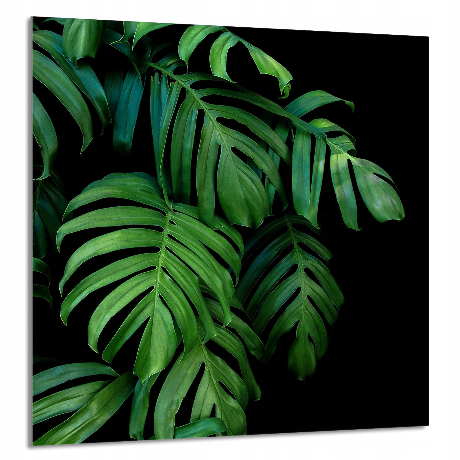 Skleněný Panel Do Kuchyně 60x65 Monstera Tvrzené Sklo
