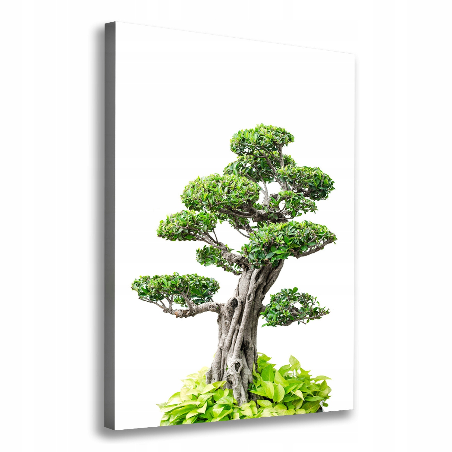 

Foto obraz na płótnie Drzewo bonsai 70x100 cm