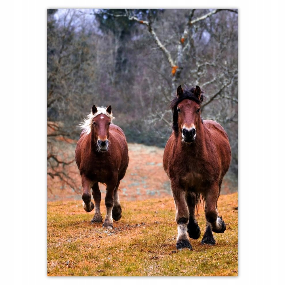

Naklejki 50x70 Koń Konie Jeździectwo