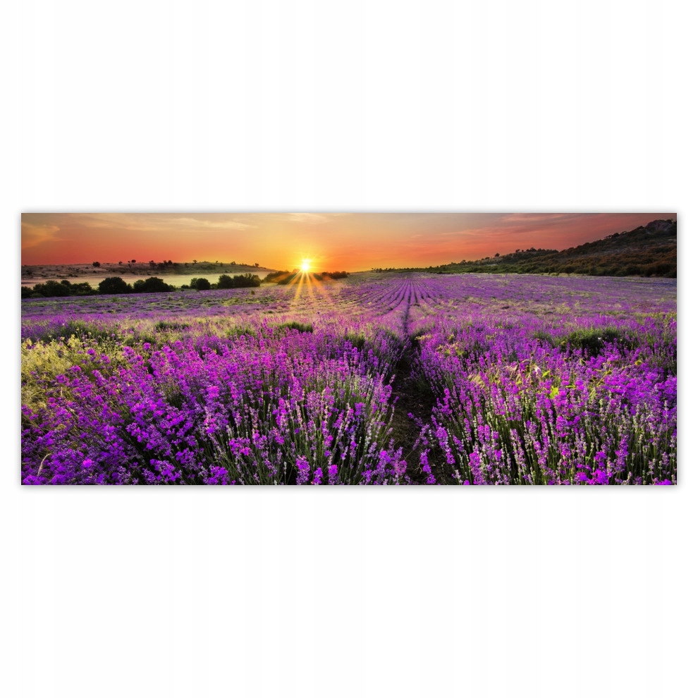 

Fototapety flizelina 250x104 Lawendowa łąka