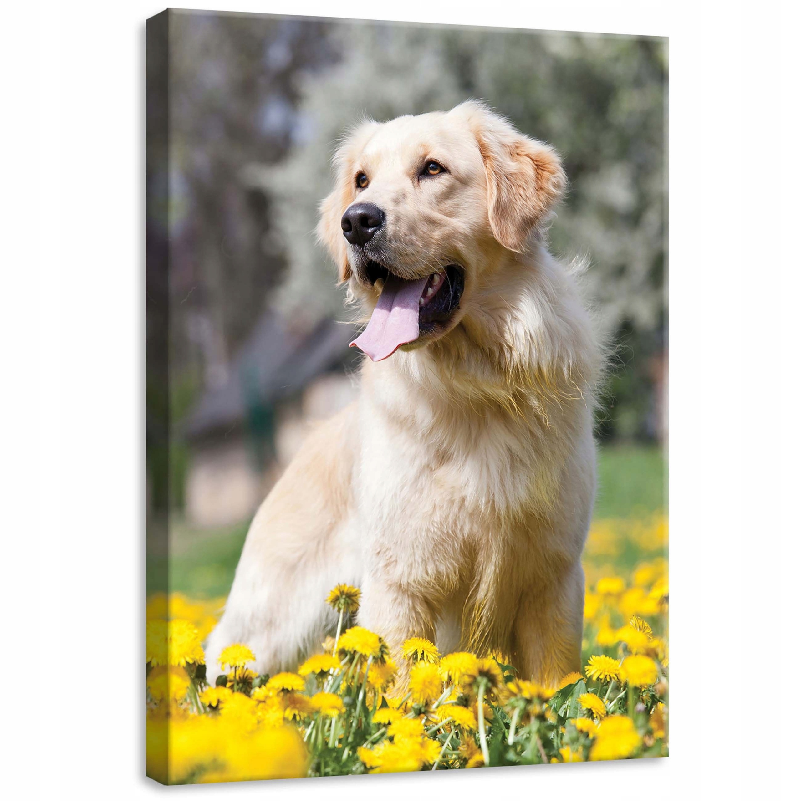 Obraz 50x70 Zlatý retrívr pes květiny žluté léto radost klid portrét