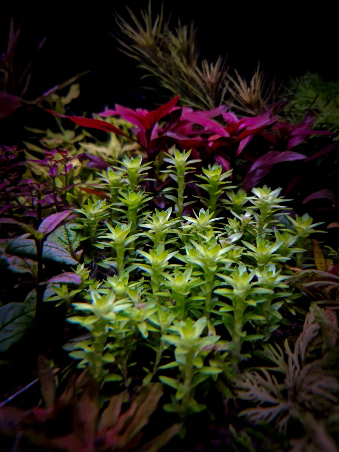 Tonina Lotus Blossom RARYTAS