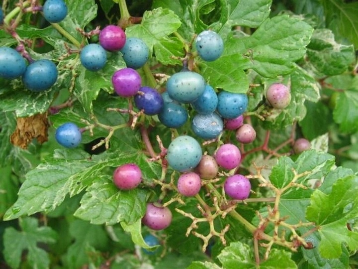 БЫСТРОРАСТУЩИЙ ВИНОГРАДНИК-ДЕКОРАТИВНАЯ БИСЕРНАЯ ЛИАНА