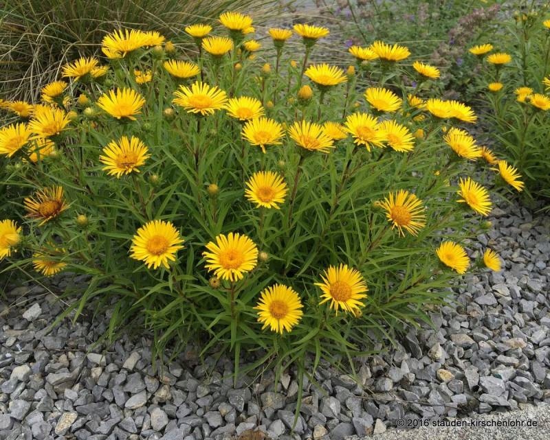 oman wąskolistny - inula densifolia