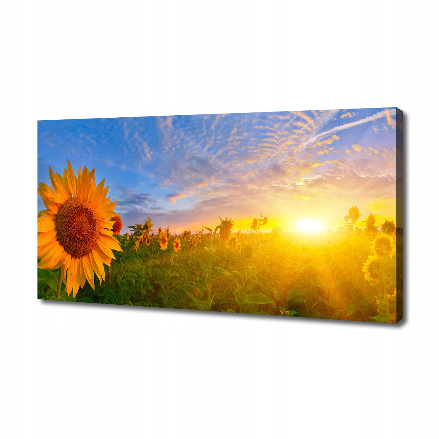 

Foto obraz na płótnie Pole słoneczników 140x70 cm