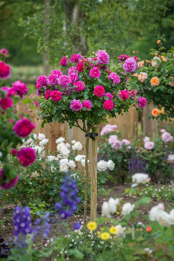 Róża pienna Różowa duży kwiat 707