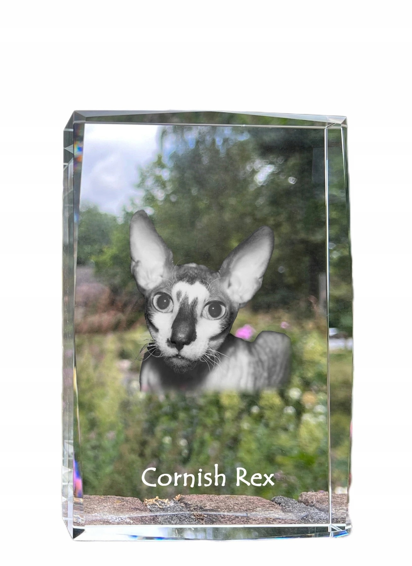 Mačka Cornish Rex foto v kryštáli, suvenír, trofej, poďakovanie