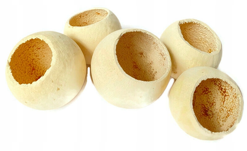 

Bell Cup Susz Egzotyczny Dekoracyjny 5 Sztuk