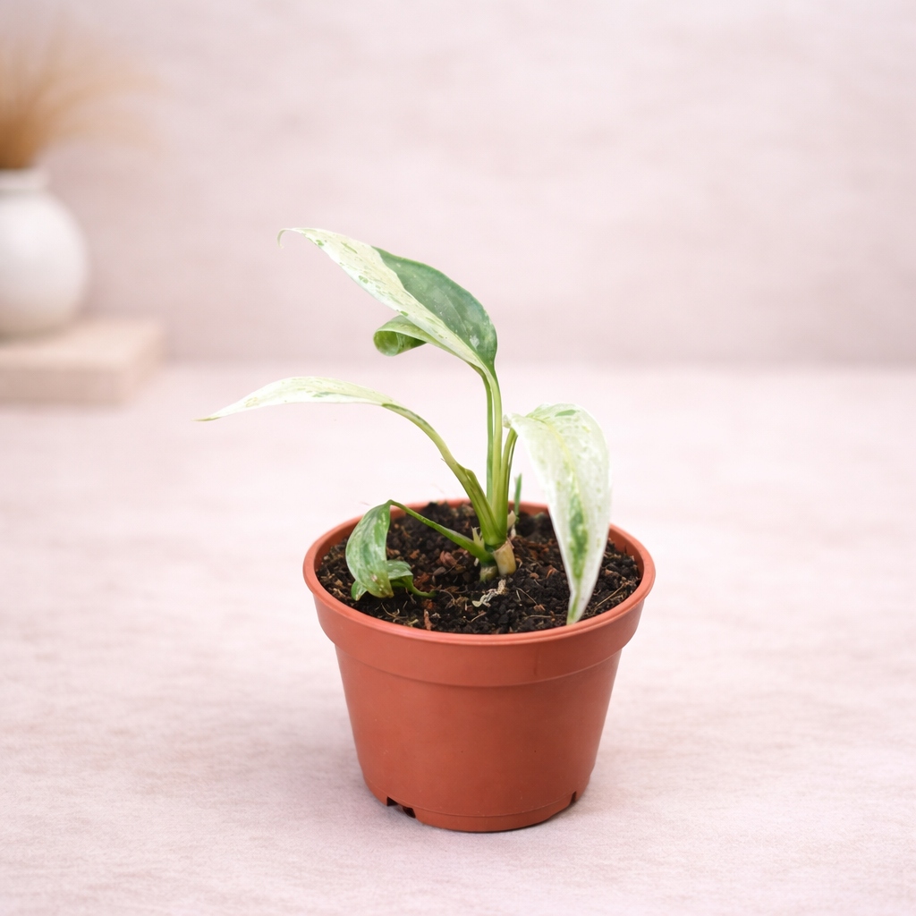 Rhaphidophora Puberula Variegata DØ 6cm