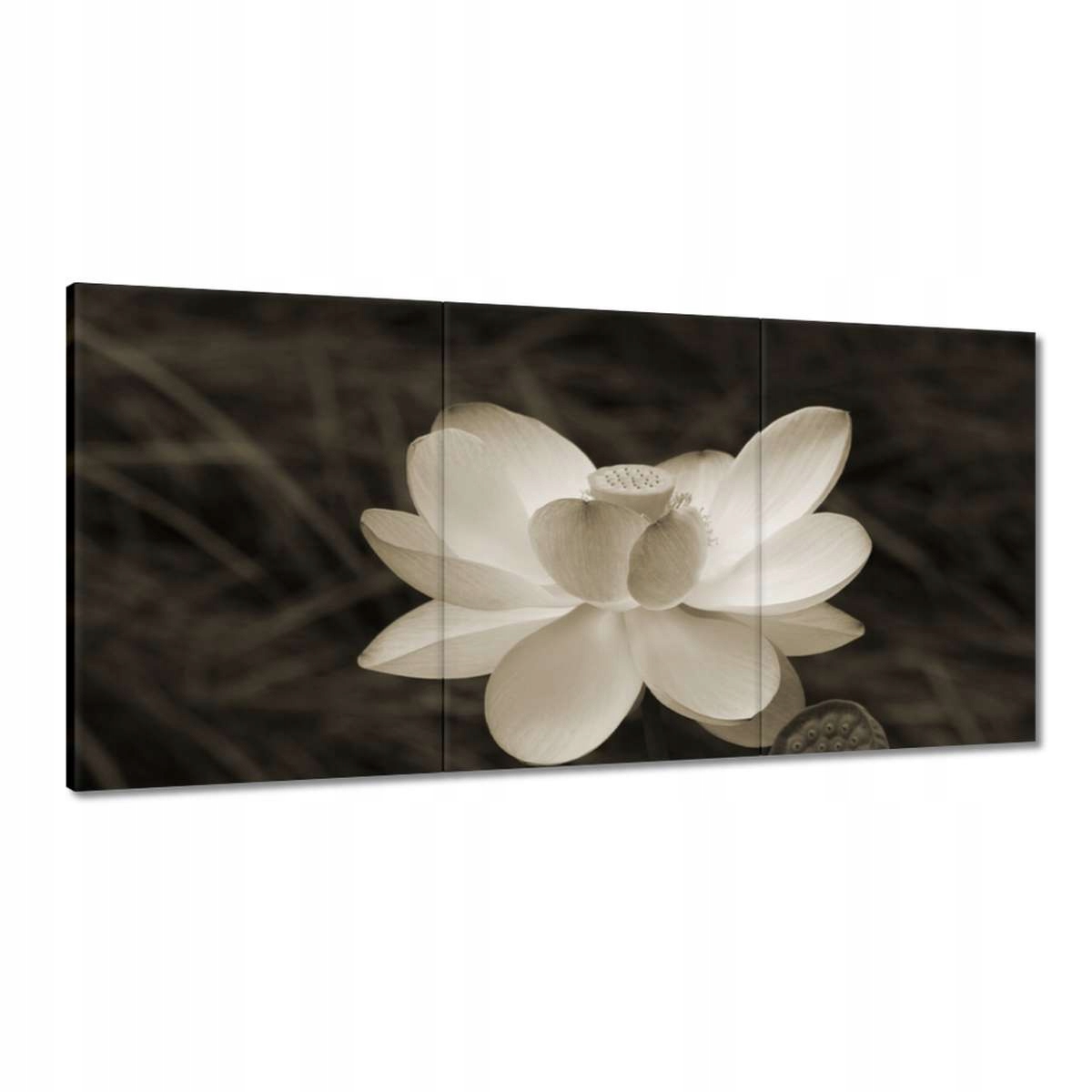 Obrazy 180x90 Lotos Lotosový kvet